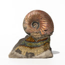 PYRITIZED AMMONITE