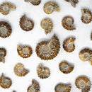 DOUVILLECERAS AMMONITE