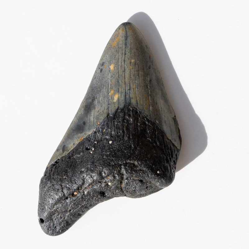 MEGALODON TOOTH
