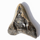 MEGALODON TOOTH