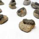 PHACOPS TRILOBITE