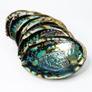 ABALONE SHELLS