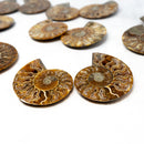 CLEONICERAS AMMONITE PAIR