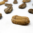 FLEXICALYMENE TRILOBITE