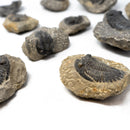 HOLLARDOPS TRILOBITE