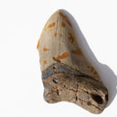 MEGALODON TOOTH