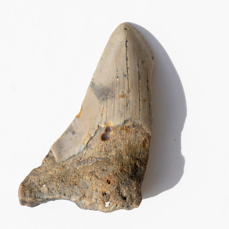 MEGALODON TOOTH