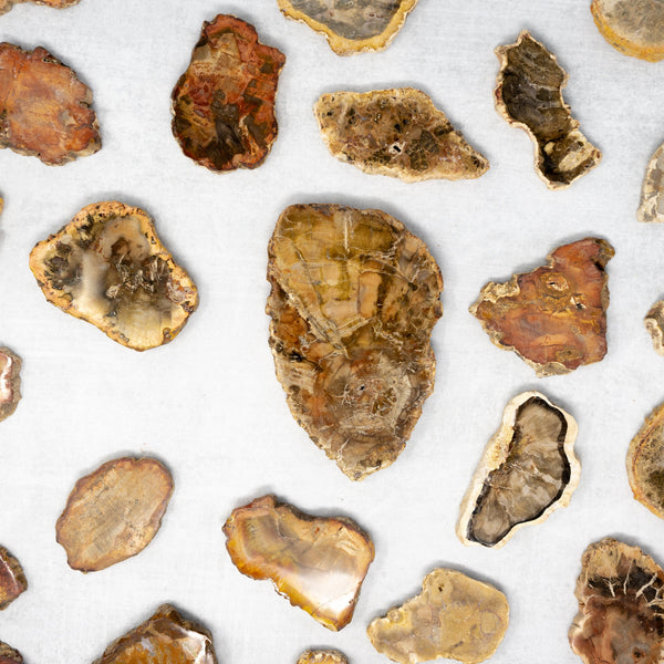 Fossils