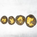 SEPTARIAN NODULE SLAB