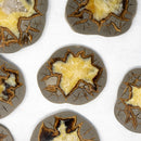 SEPTARIAN NODULE SLAB